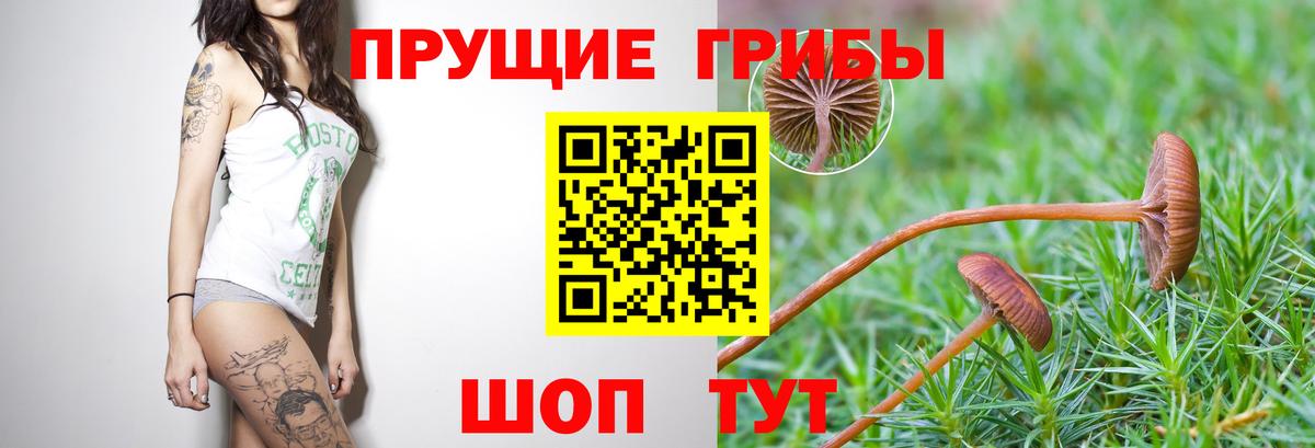 Псилоцибиновые грибы ЛСД  цены   Псилоцибиновые грибы Psilocybe  Рязань  Вход с VPN 